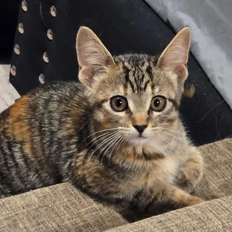 A baby small-sized female Torbie Domestic Short Hair cat named Strawberry for adoption in Waukesha, WI