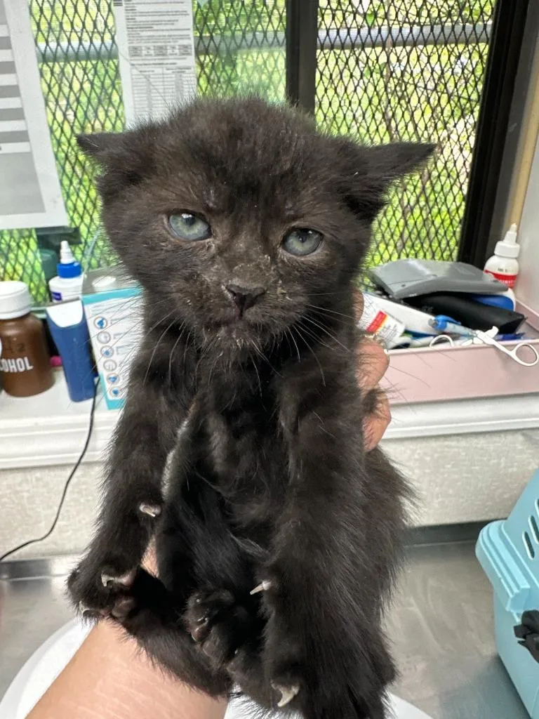 A baby medium-sized male Domestic Short Hair cat named Basil for adoption in Pomona, NY