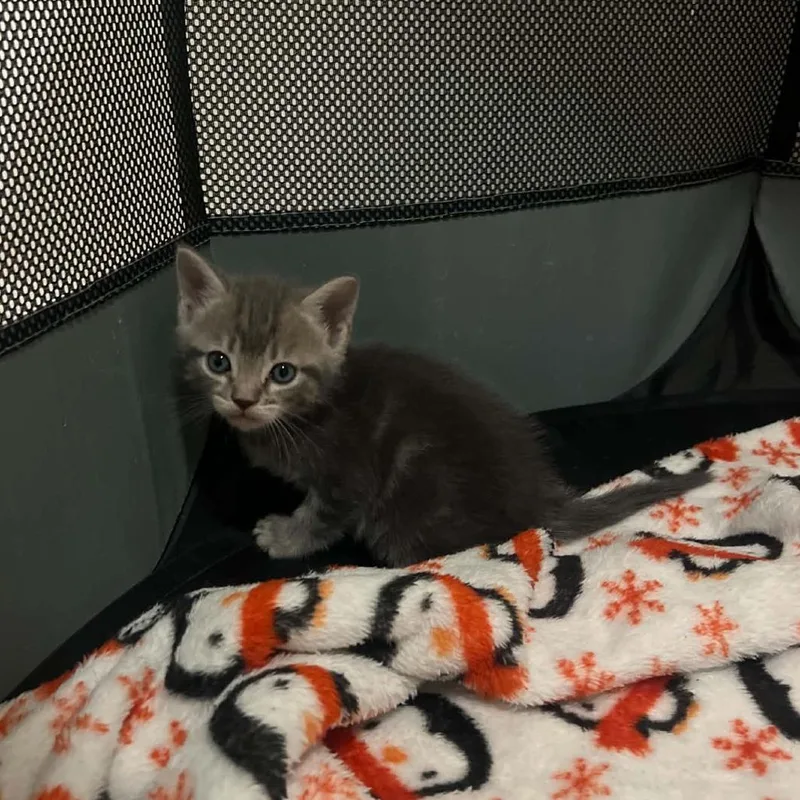 A baby small-sized male Gray / Blue / Silver Domestic Short Hair cat named Timmy for adoption in Seminole, FL