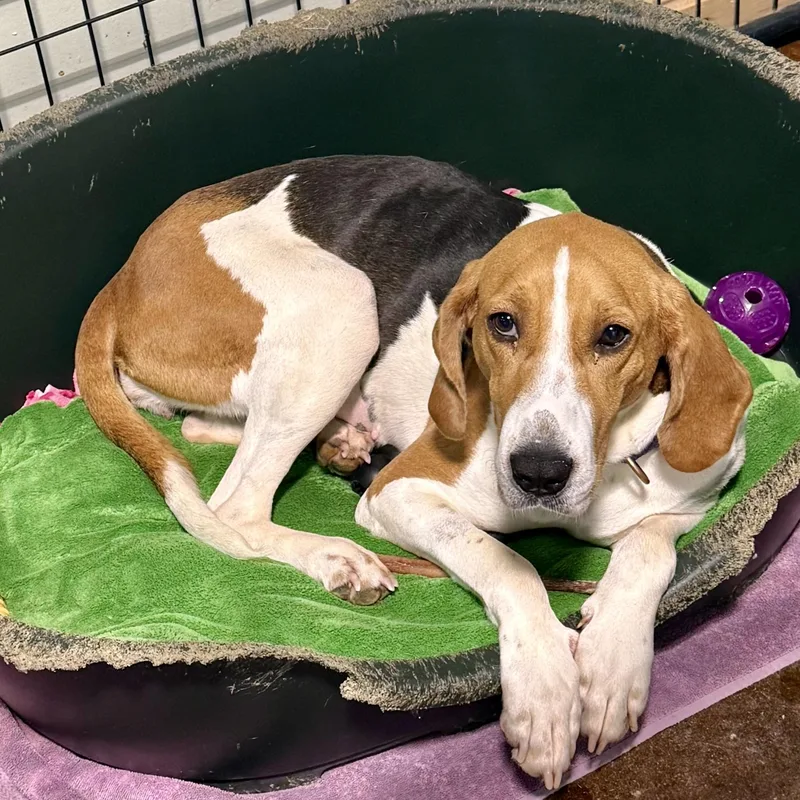 A young medium-sized female Tricolor (Brown, Black, & White) Treeing Walker Coonhound dog named Honey for adoption in Gallatin, TN