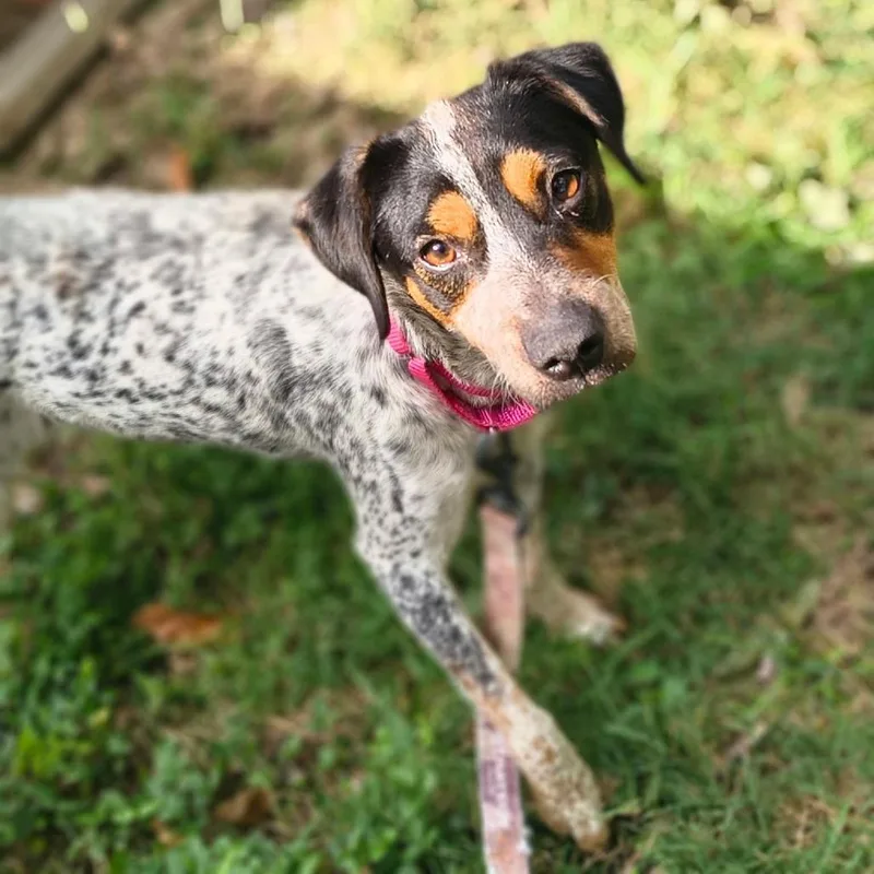 A young medium-sized female White / Cream Mixed Breed dog named Layla for adoption in Edwardsville, IL