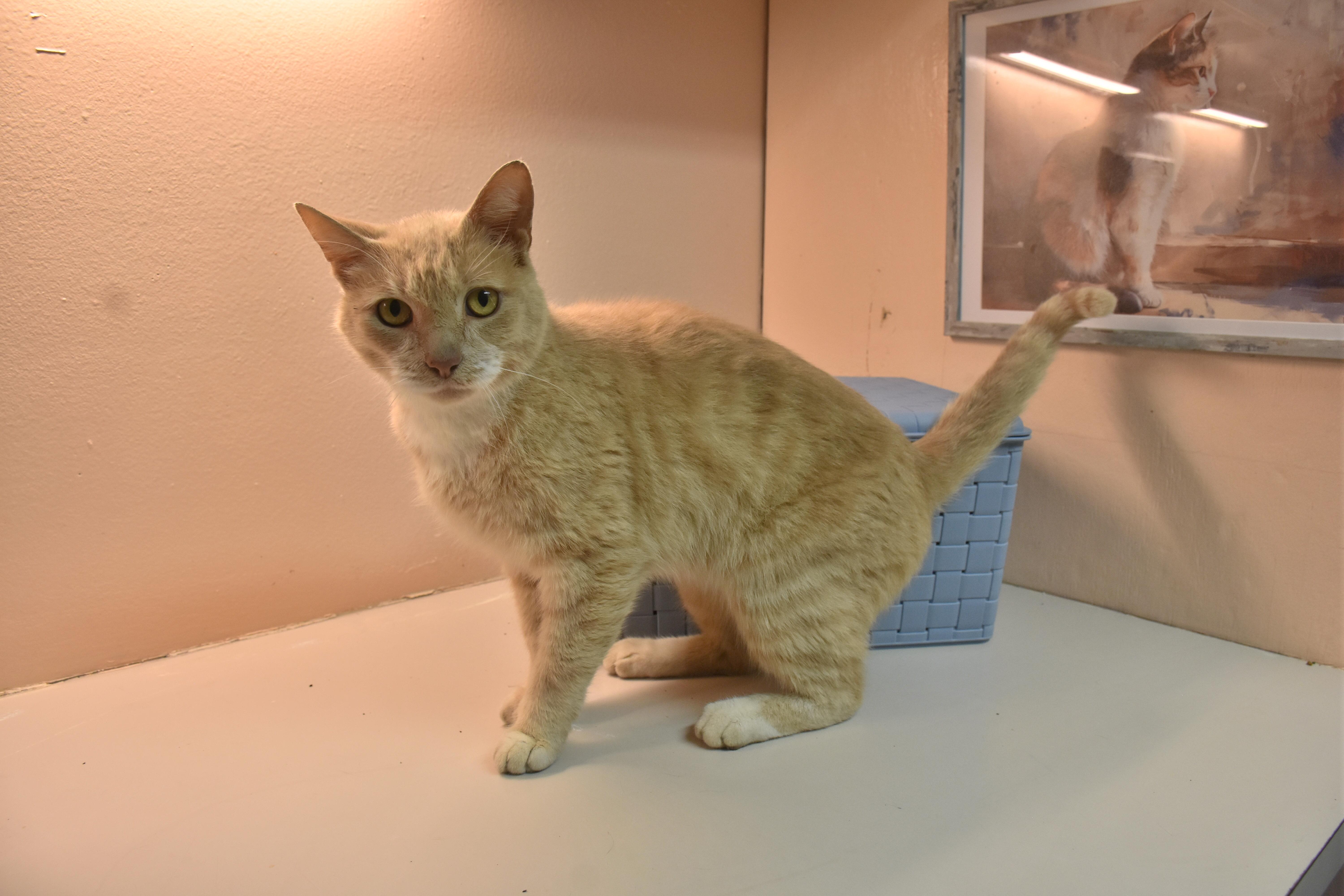A senior medium-sized male Orange & White Domestic Short Hair cat named Otto for adoption in North Judson, IN