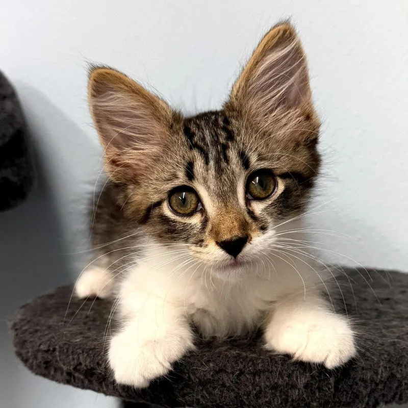 A baby small-sized male Brown / Chocolate Domestic Medium Hair cat named Albatross for adoption in Pontiac, IL