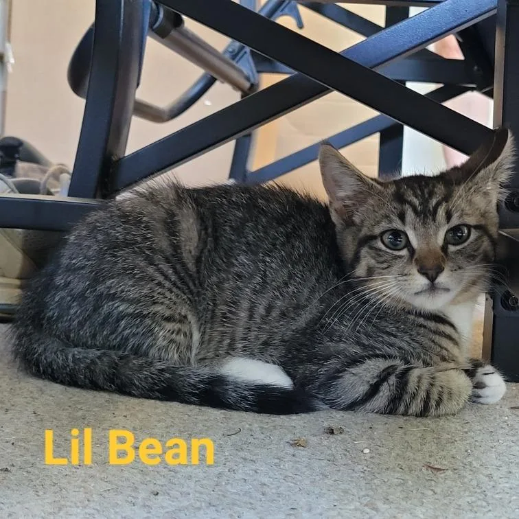 A young small-sized female Gray / Blue / Silver Domestic Short Hair cat named Lil Bean for adoption in Waldorf, MD