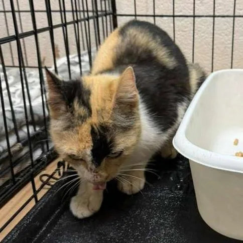 An adult medium-sized female Black Domestic Short Hair cat named Zinnia for adoption in Gadsden, AL