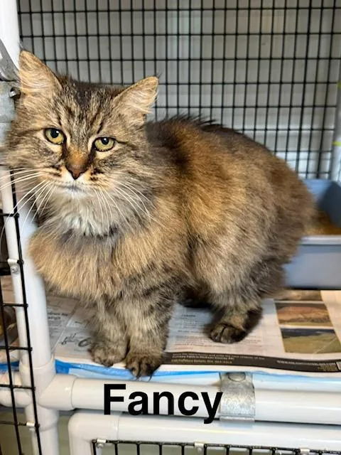 An adult small-sized female Tabby (Brown / Chocolate) Domestic Long Hair cat named Miss Fancy Pants for adoption in Millerstown, PA