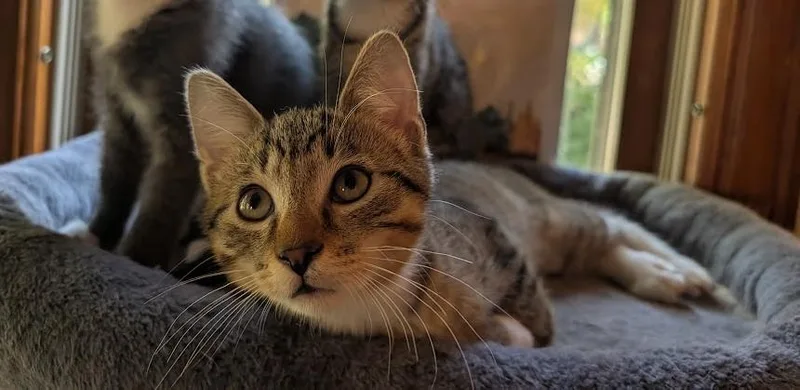 A baby small-sized male Domestic Short Hair cat named Cap’n Crunch for adoption in Saint Paul, MN