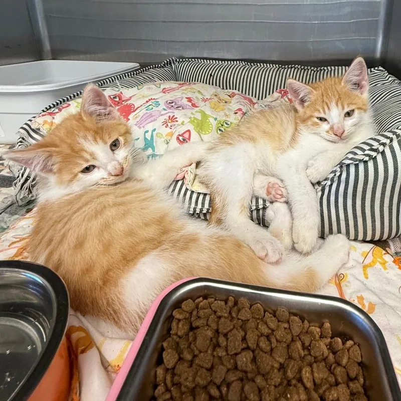 A baby small-sized male Domestic Short Hair cat named Pumpkin Patch for adoption in Archbold , OH