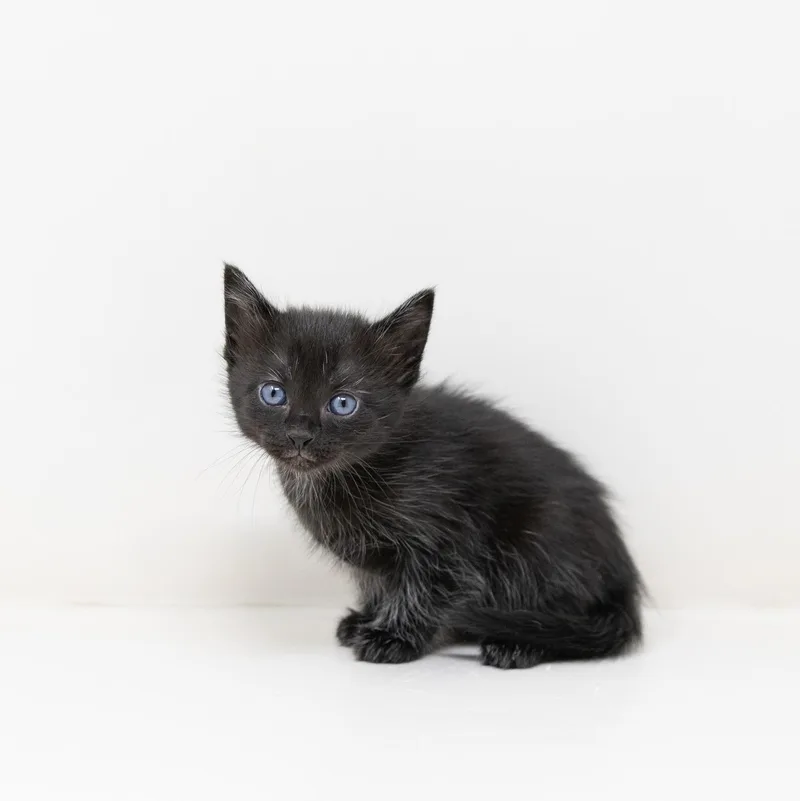 Blizzard thumbnail 2