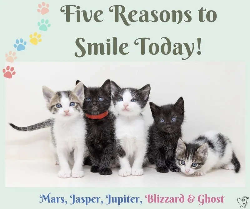 Blizzard thumbnail 3