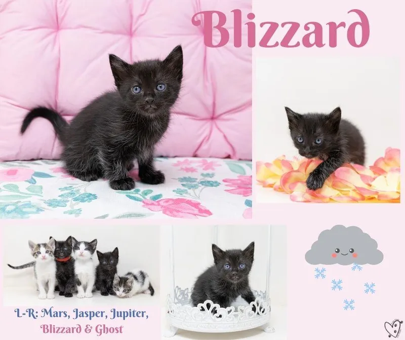 Blizzard thumbnail 4