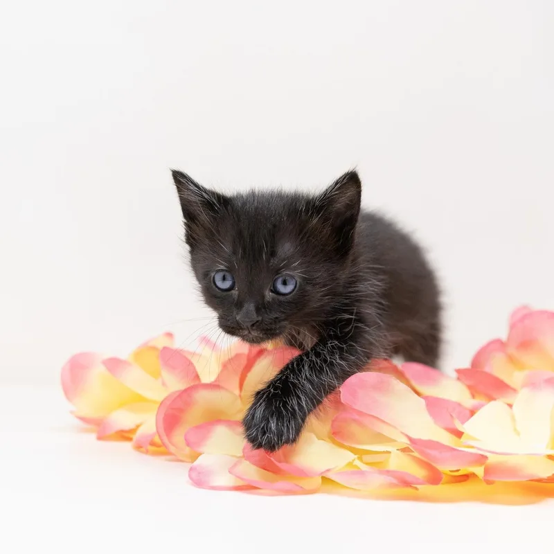 Blizzard thumbnail 5