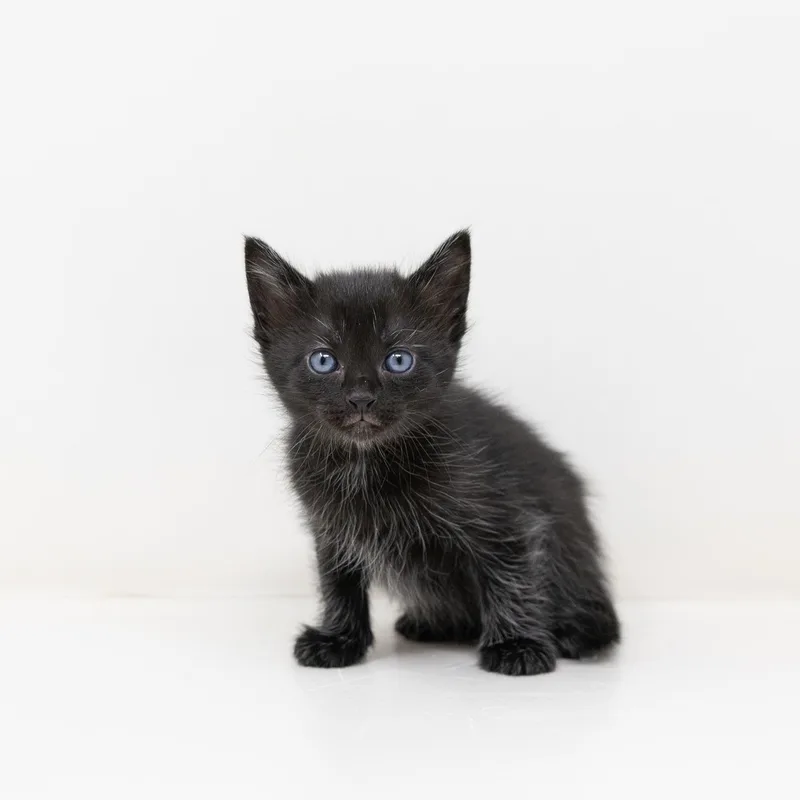 Blizzard thumbnail 6