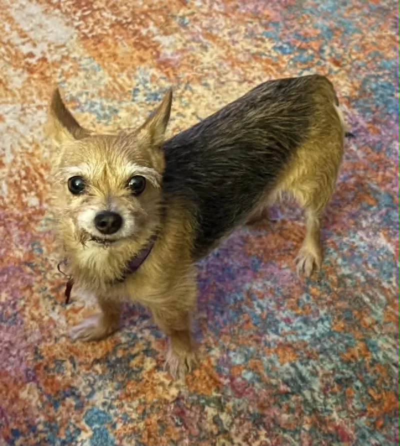 A senior small-sized female Chihuahua dog named Tiny Belle for adoption in Alpharetta, GA