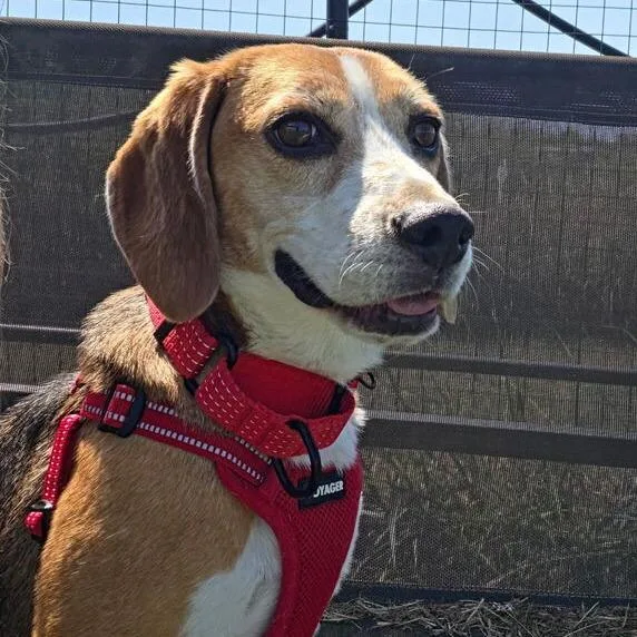 An adult medium-sized male Brown / Chocolate Beagle dog named Andy for adoption in Nowata, OK
