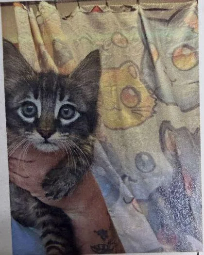 A baby medium-sized male Domestic Medium Hair cat named Bobby for adoption in West Chester, PA