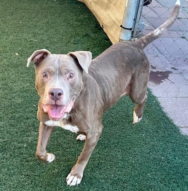 A senior medium-sized female Pit Bull Terrier dog named Kat for adoption in Salinas, CA