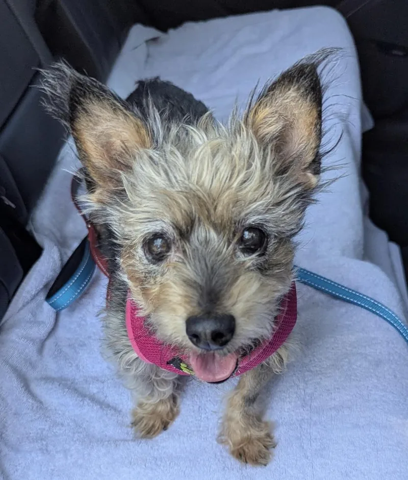 A senior small-sized female Yorkshire Terrier dog named Daisy for adoption in Camarillo, CA