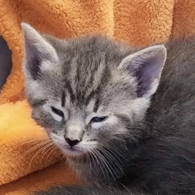 A baby small-sized male Gray / Blue / Silver Domestic Short Hair cat named Orion for adoption in Denison, TX