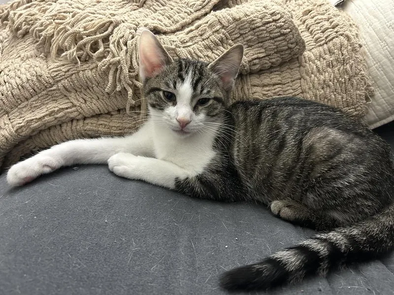 A baby small-sized male Domestic Short Hair cat named Captiva for adoption in West Mifflin, PA