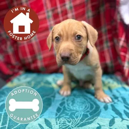 Club Penguin thumbnail 2