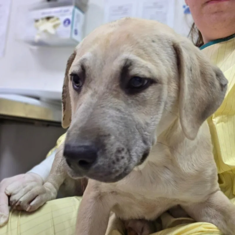 A baby medium-sized female Yellow / Tan / Blond / Fawn Mixed Breed dog named Jina for adoption in Charleston, WV
