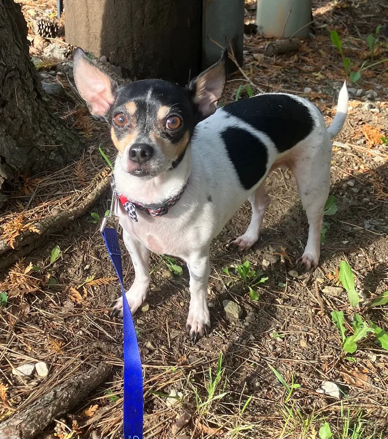 Opie & Jax thumbnail 2