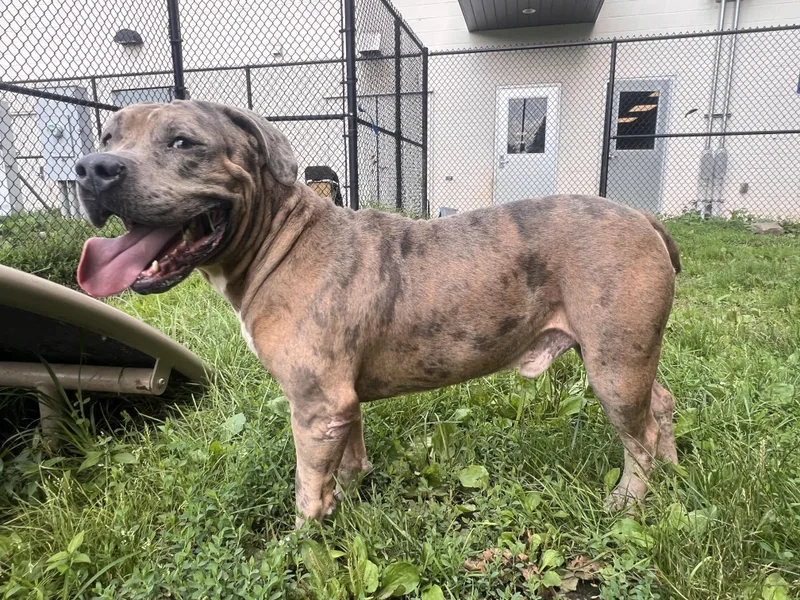 A young large-sized male Brindle Cane Corso dog named Mo for adoption in Yonkers, NY