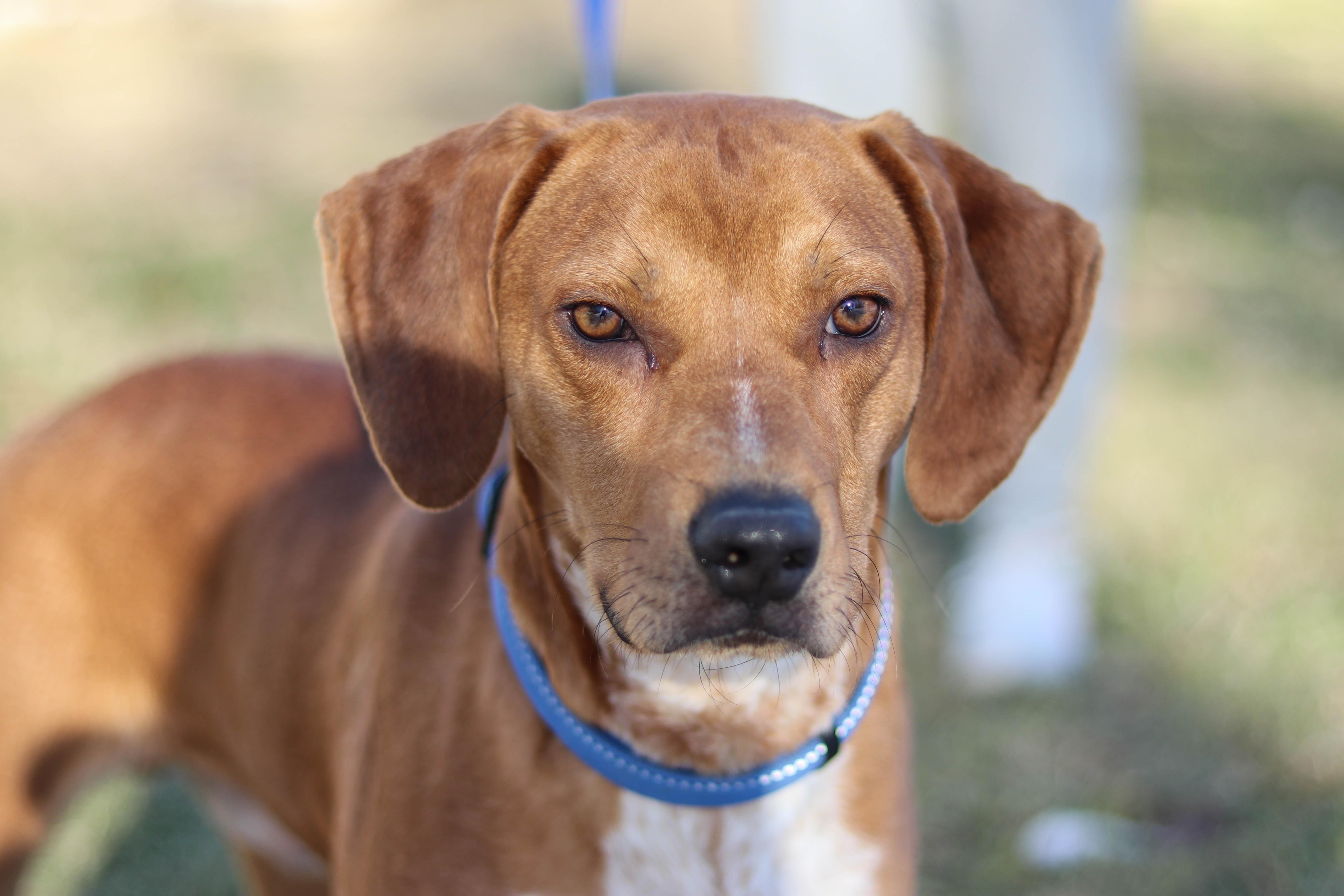 A young large-sized male Hound dog named Marshall for adoption in Statesville, NC