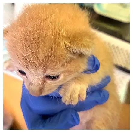 A baby small-sized male Orange / Red Domestic Short Hair cat named Leo for adoption in Los Angeles, CA
