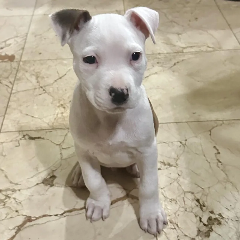 Dozer Aka Biscuits thumbnail 2