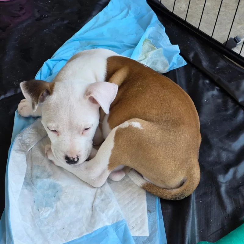 Dozer Aka Biscuits thumbnail 3