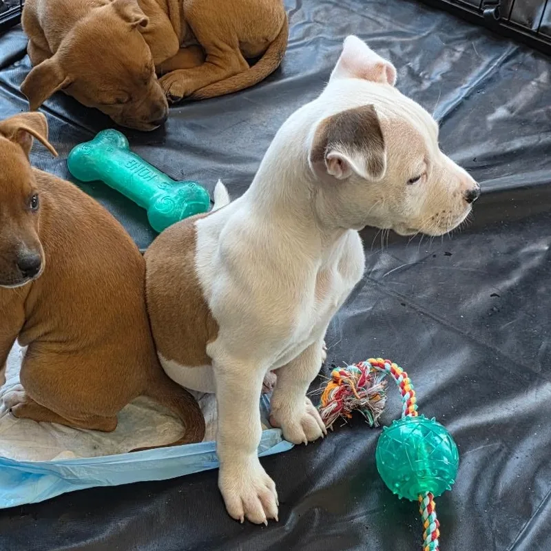 Dozer Aka Biscuits thumbnail 4