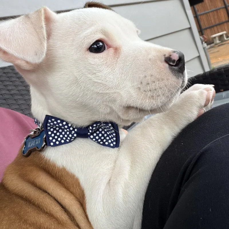 Dozer Aka Biscuits thumbnail 5