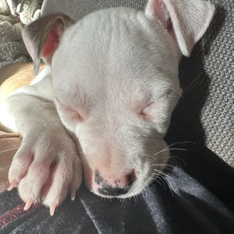 Dozer Aka Biscuits thumbnail 6