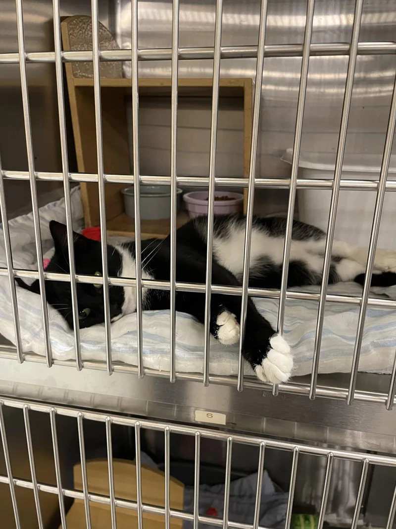 A young medium-sized male Domestic Short Hair cat named Ozzie for adoption in Morganton, NC