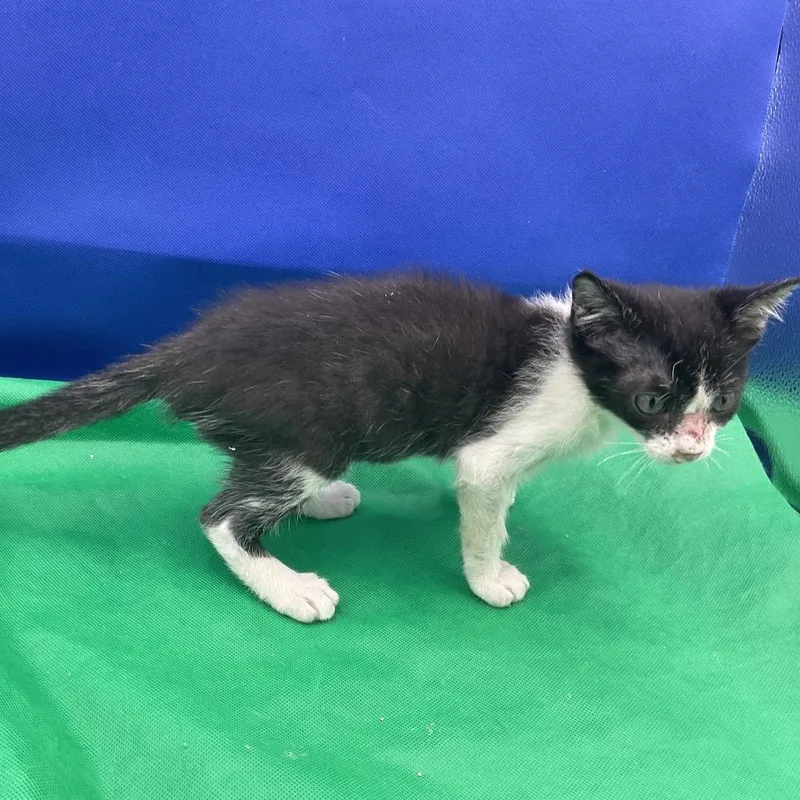 A baby small-sized male Black Domestic Short Hair cat named Lil Ranger for adoption in Gonzales, LA