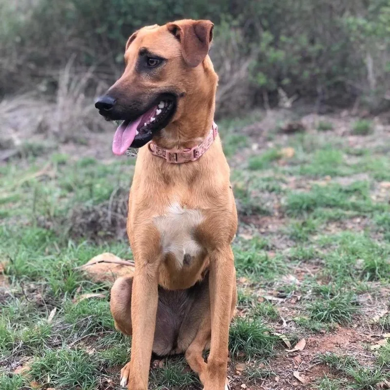 A young medium-sized female Golden Mixed Breed dog named Ayura for adoption in Bend, OR