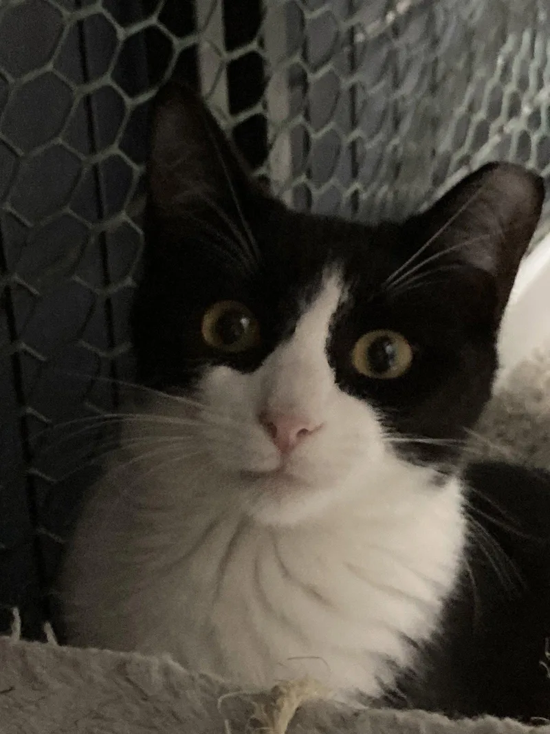 A young medium-sized male Black & White / Tuxedo Domestic Short Hair cat named Masque Burgess for adoption in Oviedo, FL