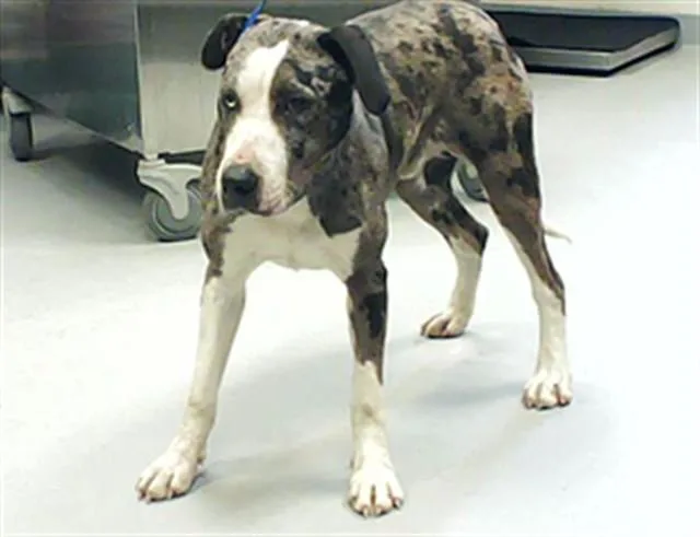 A young medium-sized male Catahoula Leopard Dog dog named Jhin for adoption in Fayetteville, NC