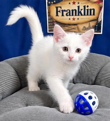 Franklin thumbnail 2