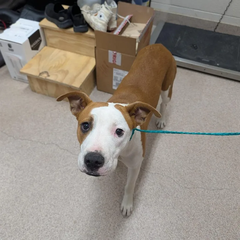 A young medium-sized female Boxer dog named Misty for adoption in Ardmore, OK