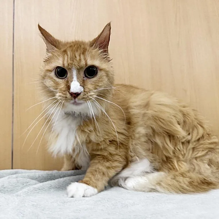 A senior medium-sized male Domestic Long Hair cat named Orion for adoption in Saint Louis, MO