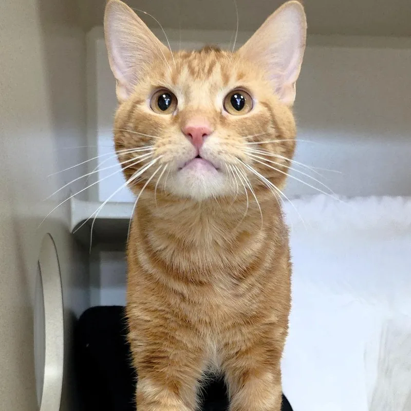 A young large-sized male Orange / Red Domestic Short Hair cat named Bodhi for adoption in Michigan City, IN