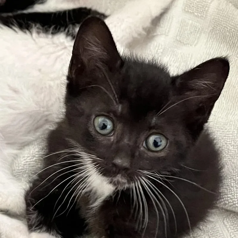 A baby small-sized female Black Domestic Short Hair cat named Flynn for adoption in Quakertown, PA