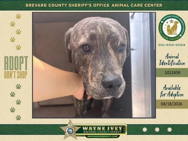 A young medium-sized male Mixed Breed dog named Long John Silvers for adoption in Melbourne, FL