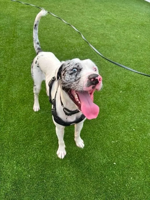 An adult medium-sized female Catahoula Leopard Dog dog named Arleigh for adoption in Quincy, MA