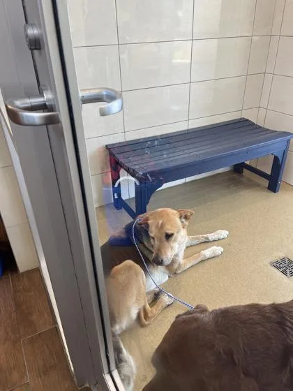 An adult medium-sized male Shepherd dog named Ranger for adoption in North Richland Hills, TX