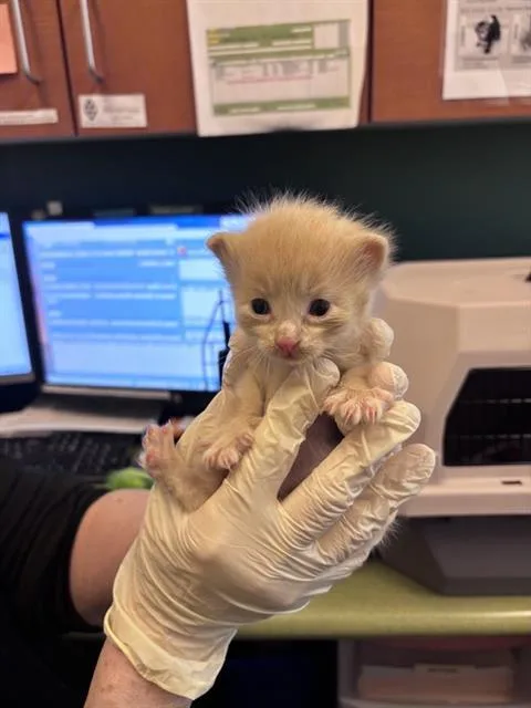 A baby small-sized female Domestic Short Hair cat named Clementine for adoption in West Valley City, UT