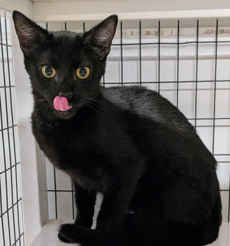 A baby small-sized male Domestic Short Hair cat named Ace for adoption in St. Augustine, FL